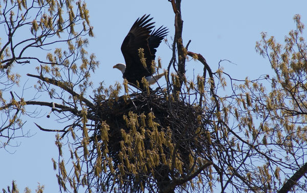 Bald eagle flying from nest
