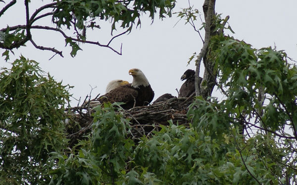 Bald eagles sitting in nest