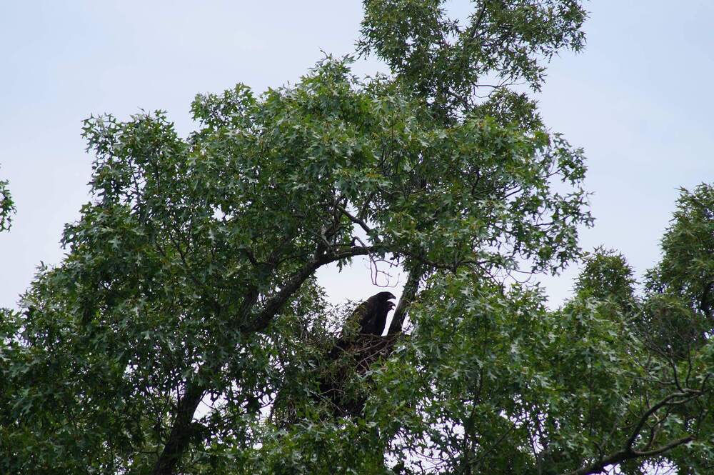 two baby eagles in nest