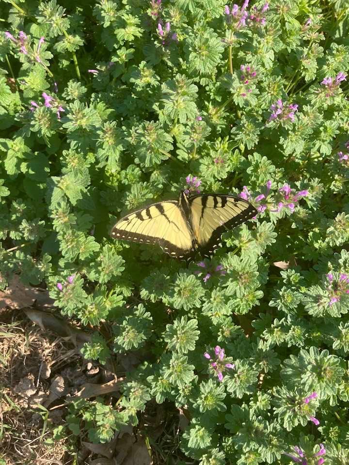 Brightly colored butterfly on a flowering bush