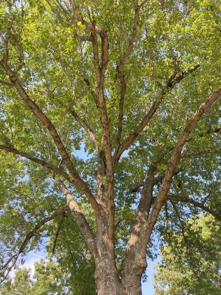 looking up at the canopy of a large oak tree