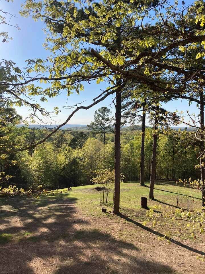 a clearing in the woods in summer time