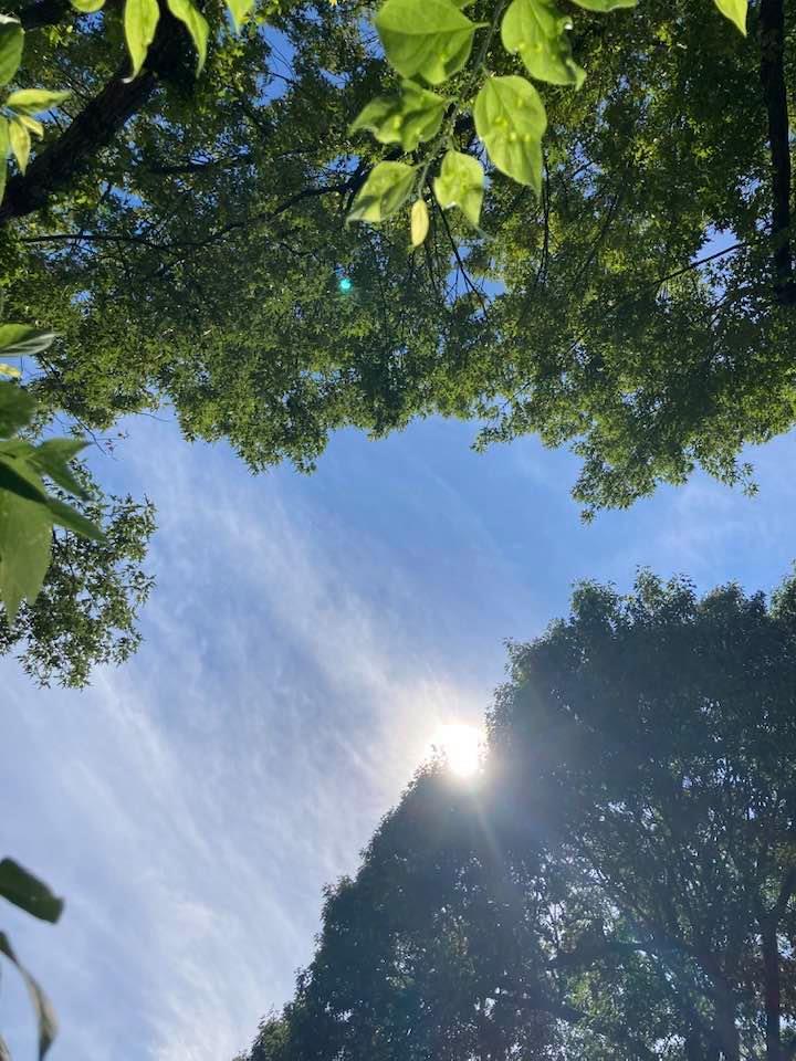 closeup of leaves on a tree with sun shining through