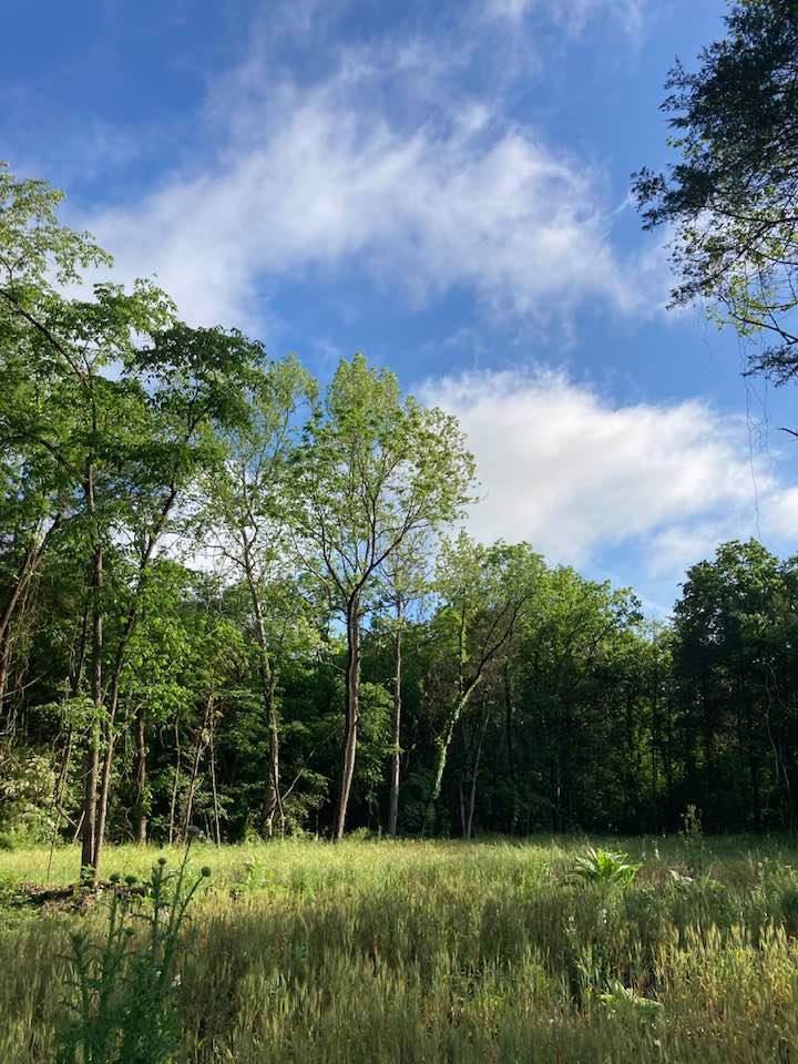 a field surrounded by trees