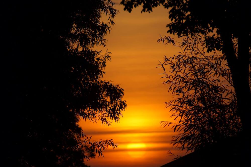 a silhouette of tree leaves in front of a sunset sky