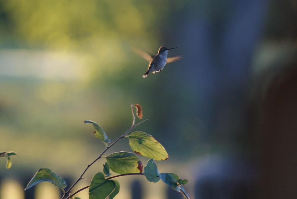 a hummingbird in flight