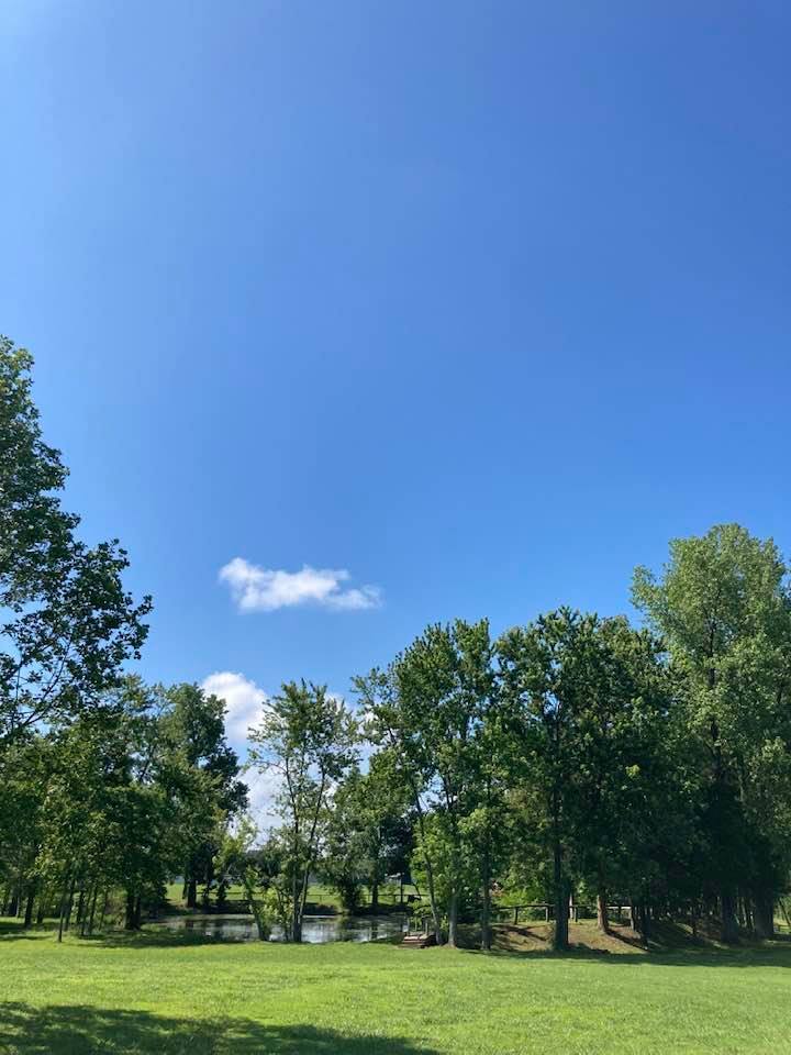 a field with a small pond and trees