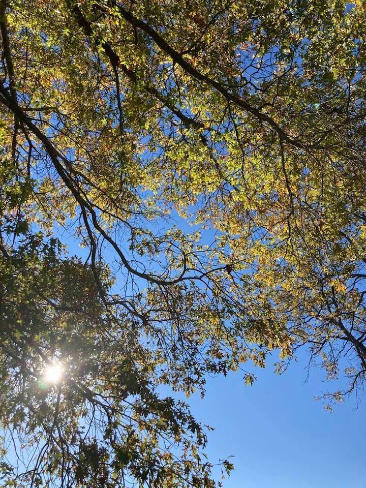 A view of the sky with tree branches in the front