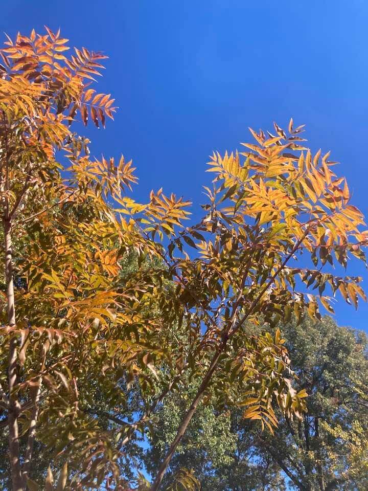 Leaves changing colors.