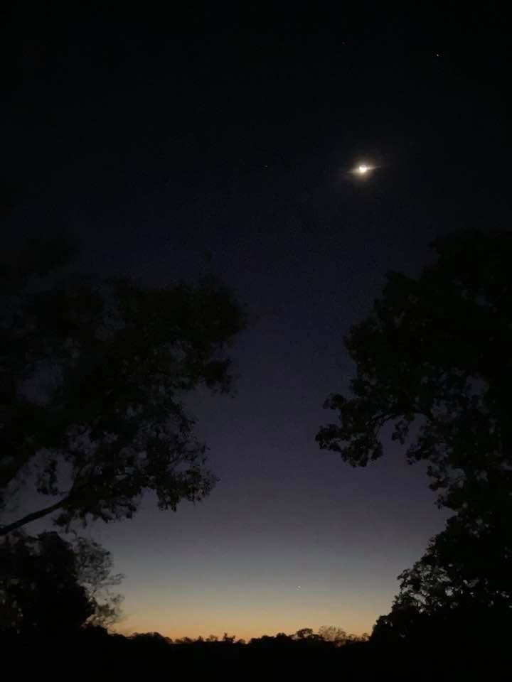 A view of the sky and trees at night time.