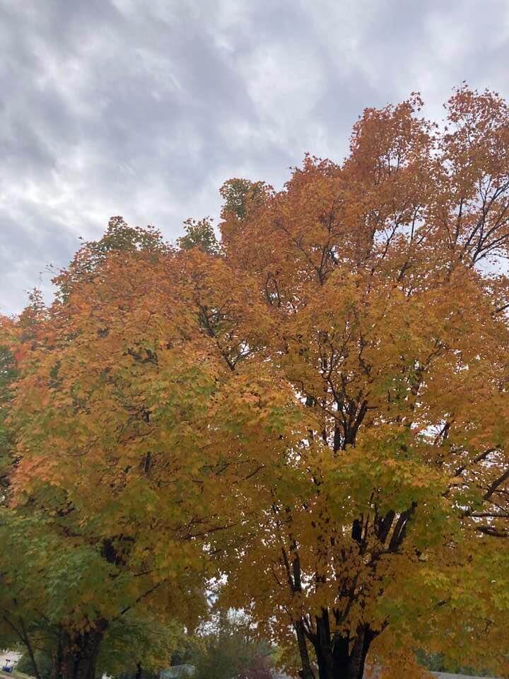 A big tree with the sky peeking through.