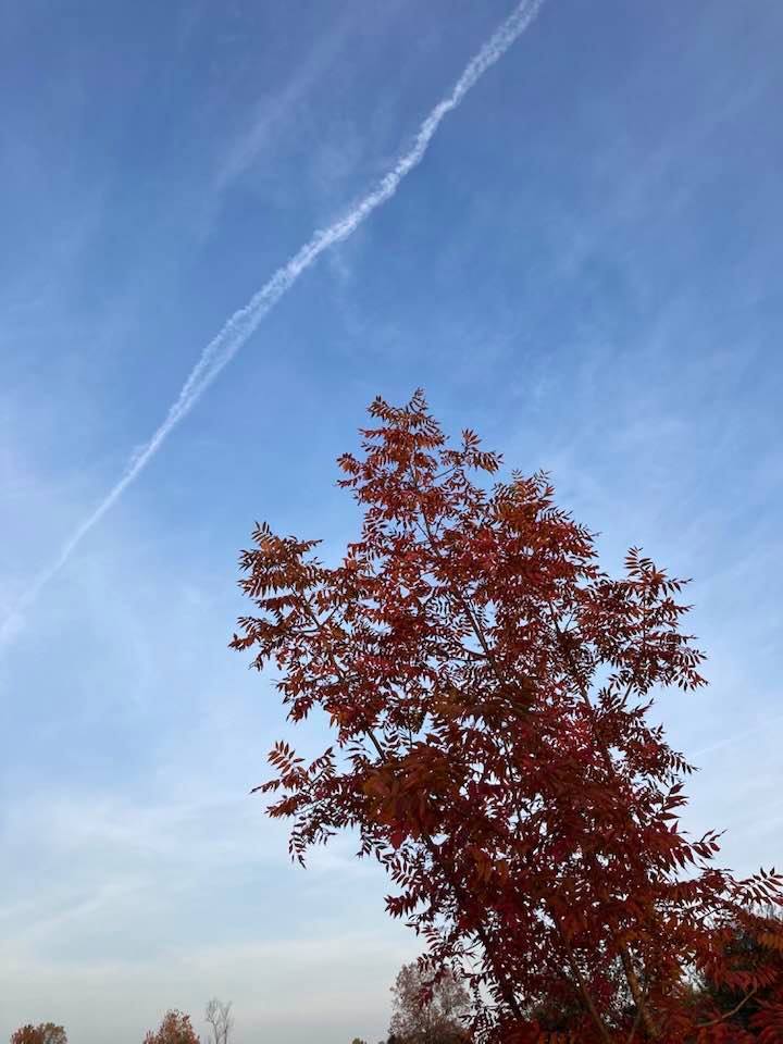 A view of the sky with fall leaves on a tree