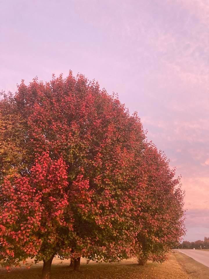 A tree with the leaves changing colors for the season.