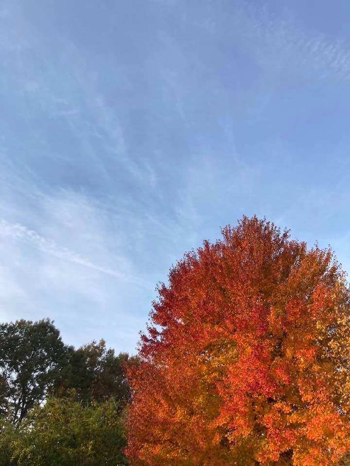 A tree with yellow and red leaves.