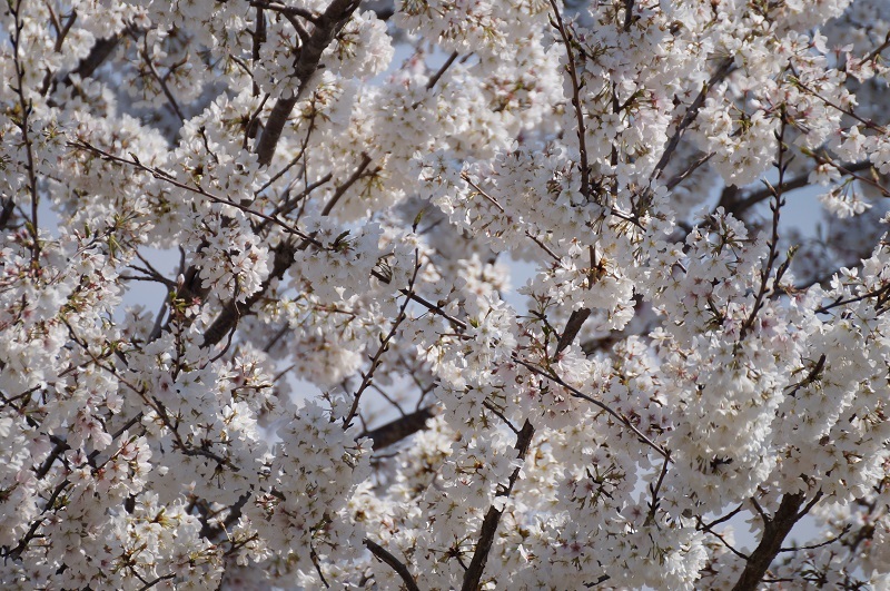 Cherry tree blossoms