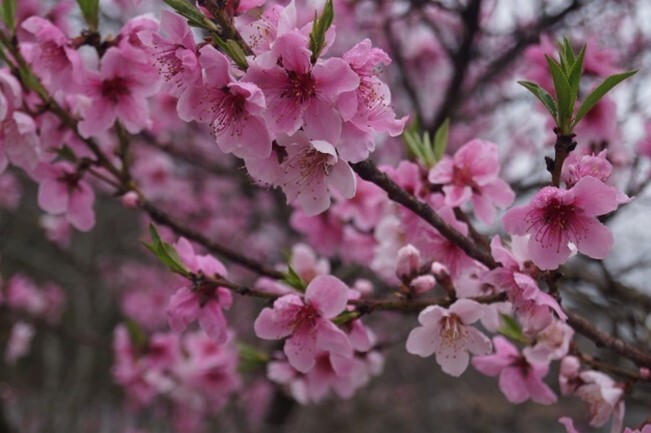 flowers on a branch