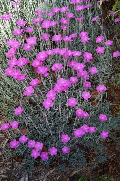 cluster of flowers