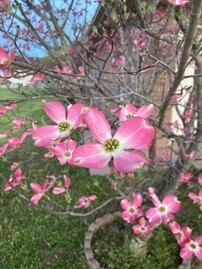 flowers blooming on branches