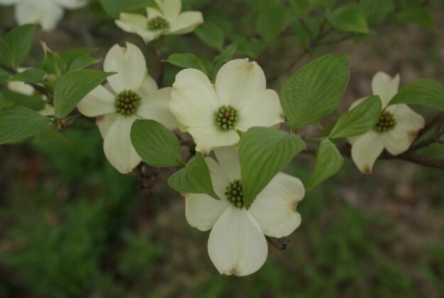 five similar flowers