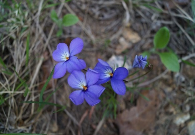 three blooming flowers