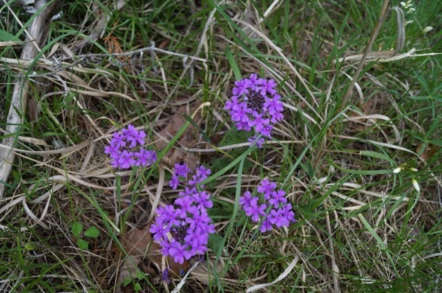 five clusters of flowers