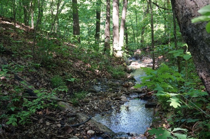 creek in the woods