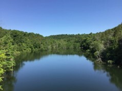 calm water between trees