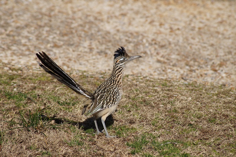 Male Roadrunner in the grass