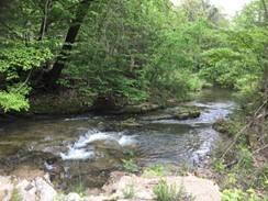 flowing river between trees