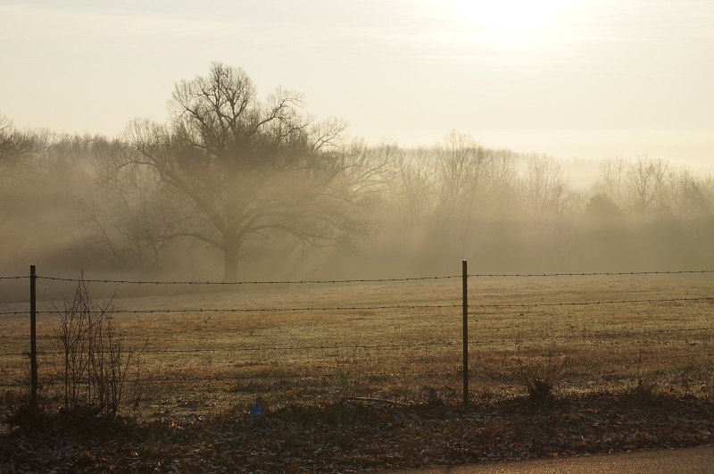 Sunrise over foggy field