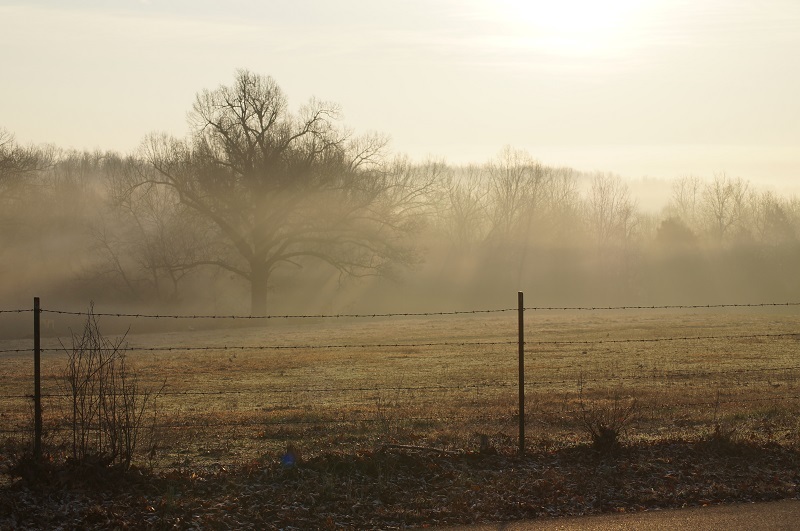 Sunrise over foggy field