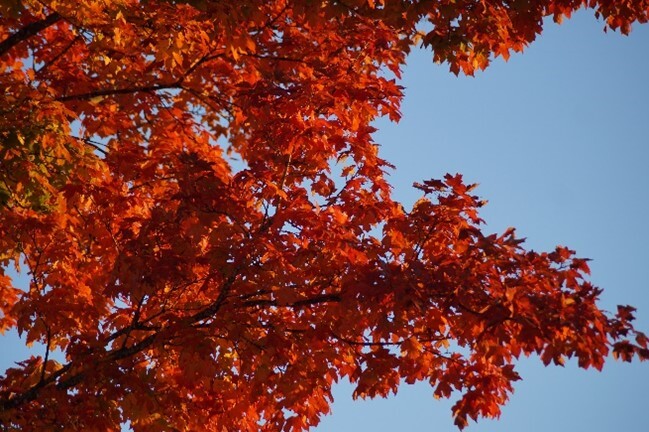 fall leaves on a tree branch