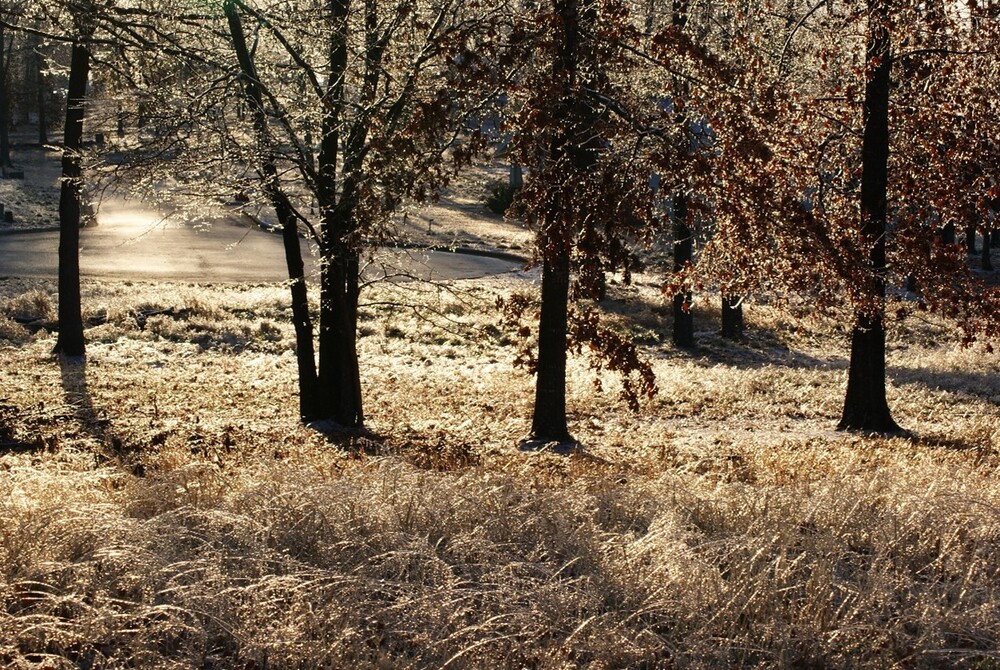 A frozen pond with trees close by covered in frost and grass covered in ice