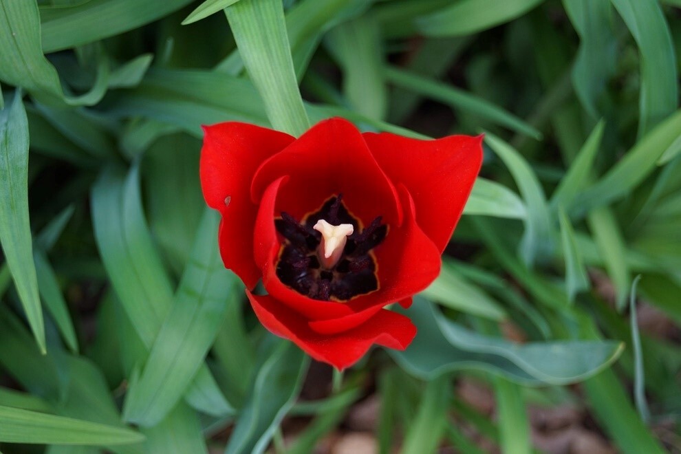 One blooming tulip 