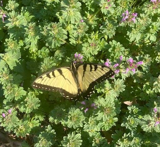 one monarch butterfly on a flower bush
