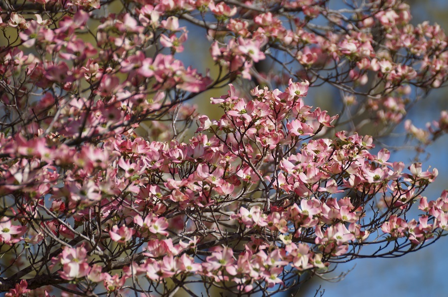 Dogwood tree blossoms