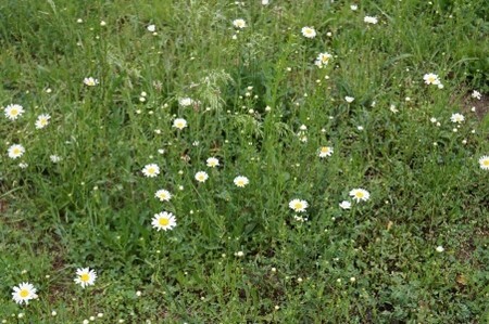 wildflowers blooming in a field