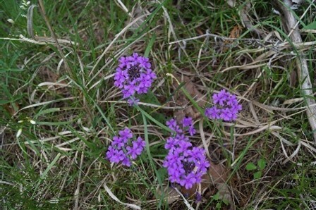 five bundles of flowers blooming