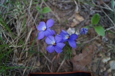 three flowers blooming in a bundle