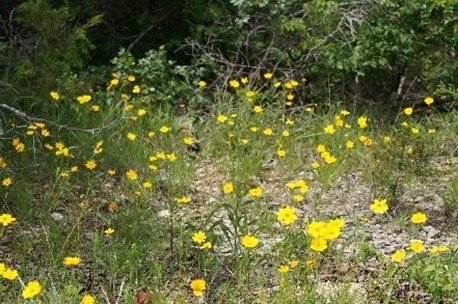 wildflowers scattered in a field