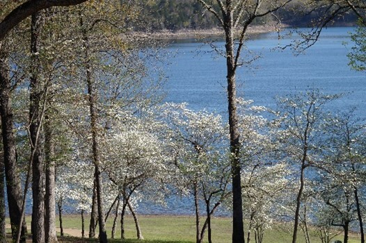 blooming trees with water in the background