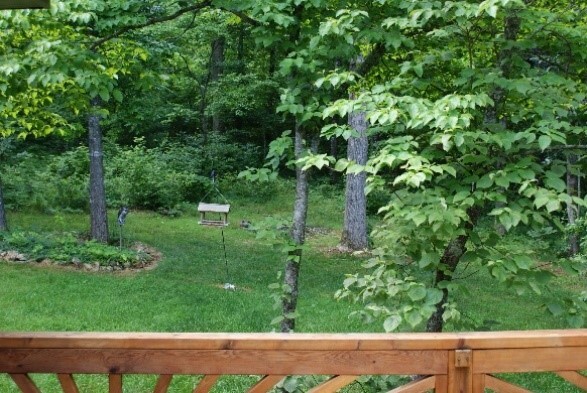 backyard view of a bird house and trees