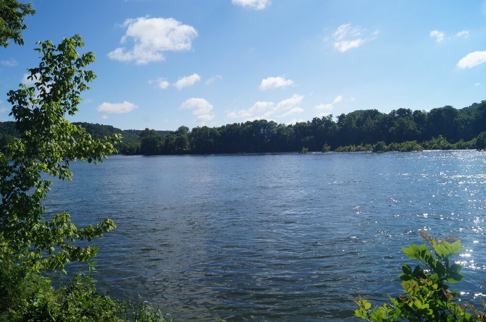 still water surrounded by trees