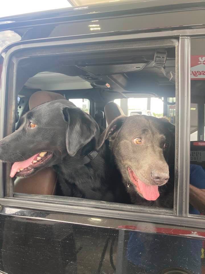 Two dogs in a vehicle with their head out the window.