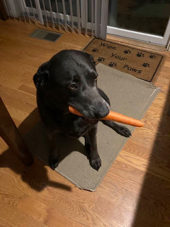 A dog sitting on the floor with a carrot in its mouth.