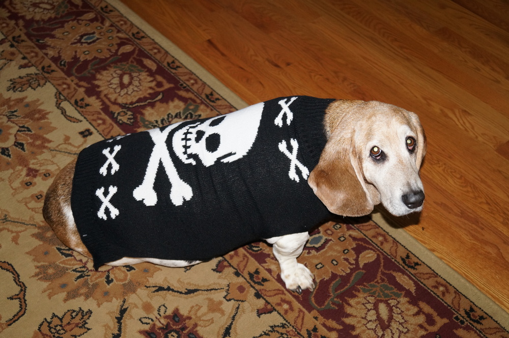 A dog in a sweater sitting on the floor.
