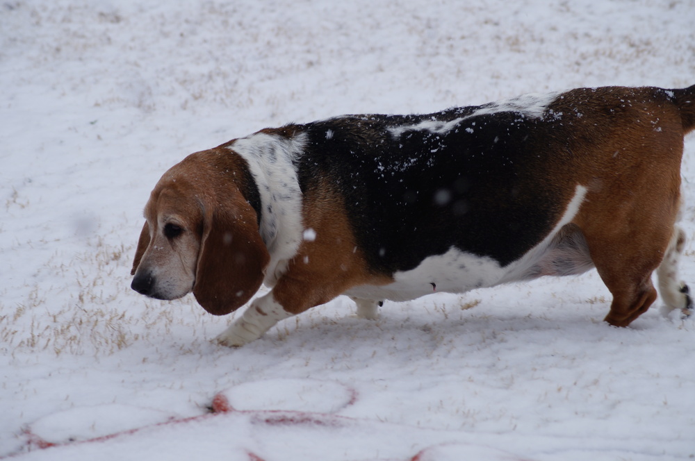 A dog walking on the snow.