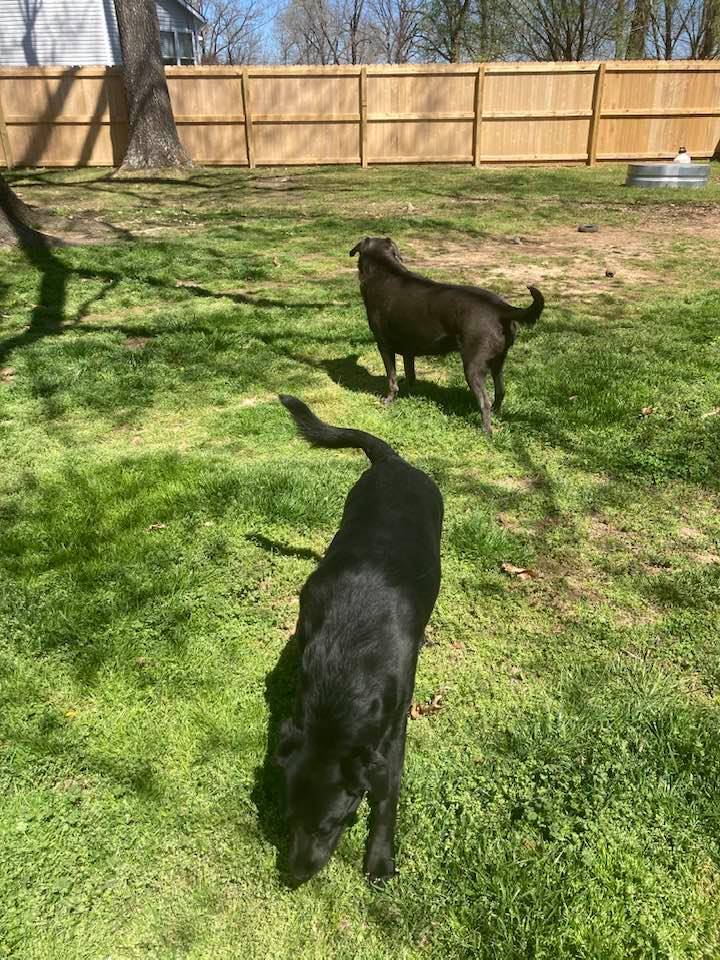 Two dogs outside on the grass.