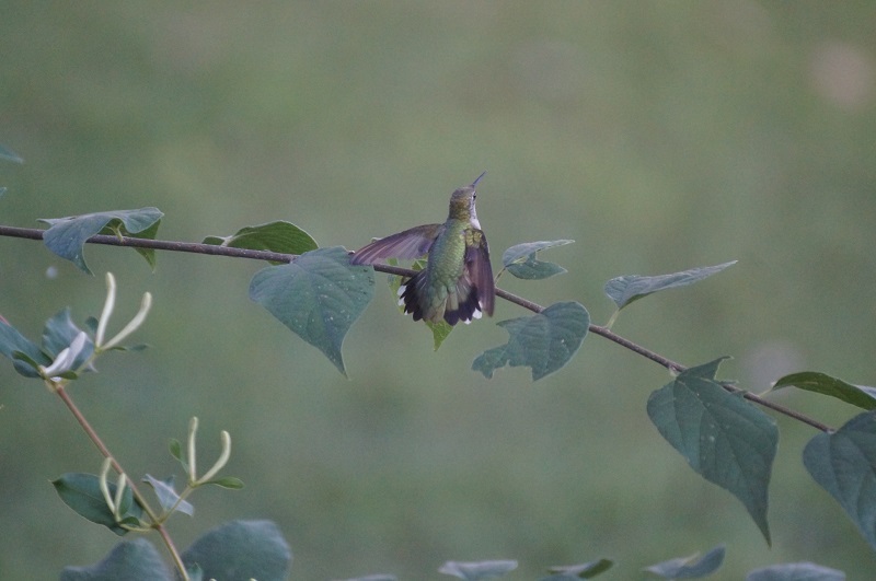 Hummingbird on branch