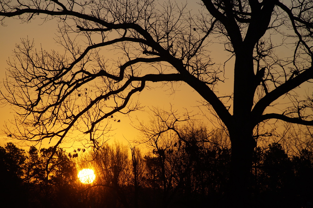 A fall sunset behind several trees.  